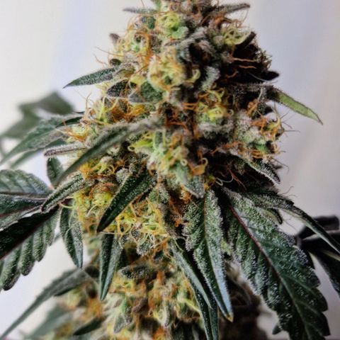 CG - El valle haze growlog timeline photo