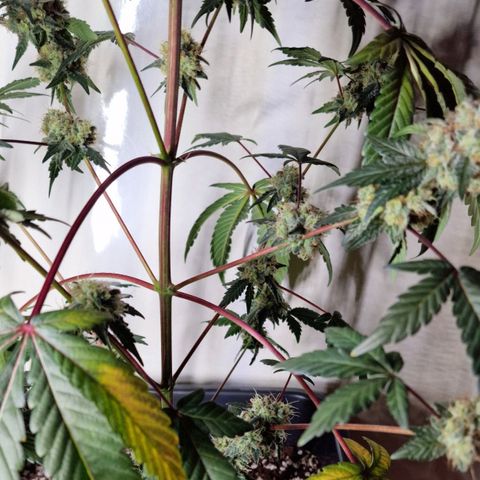 CG - El valle haze growlog timeline photo