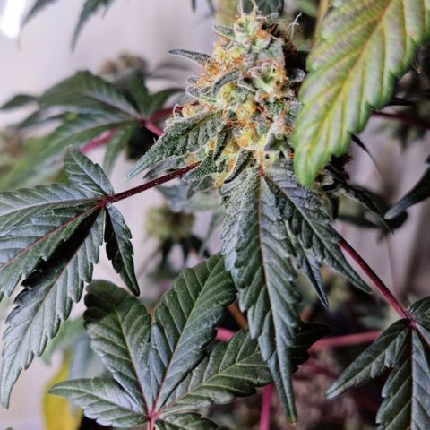CG - El valle haze growlog timeline photo