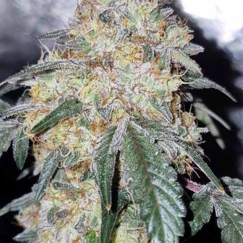 CG - El valle haze growlog timeline photo