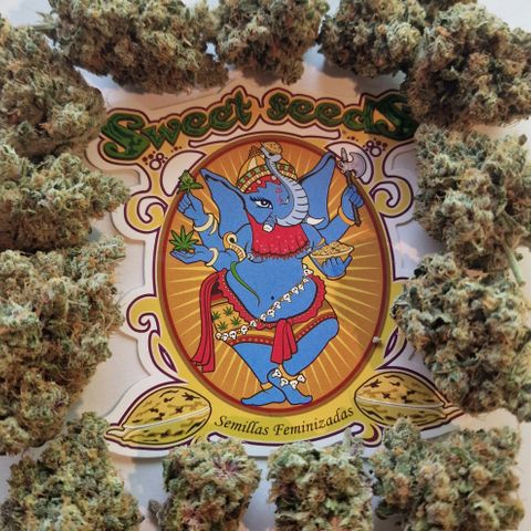 CG - El valle haze growlog timeline photo