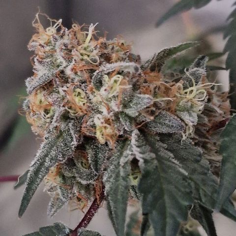 CG - El valle haze growlog timeline photo