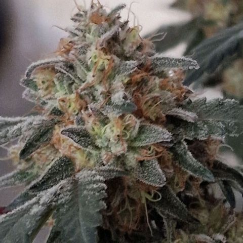 CG - El valle haze growlog timeline photo