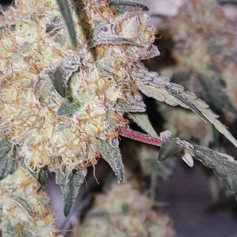 CG - El valle haze growlog timeline photo