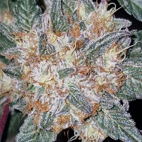 CG - El valle haze growlog timeline photo