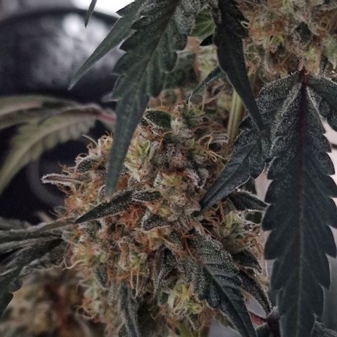 CG - El valle haze growlog timeline photo