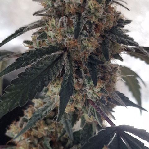 CG - El valle haze growlog timeline photo
