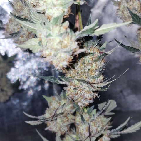 CG - El valle haze growlog timeline photo
