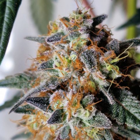CG - El valle haze growlog timeline photo