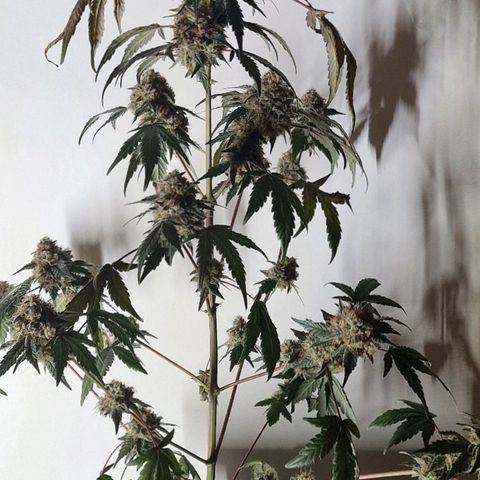 CG - El valle haze growlog timeline photo