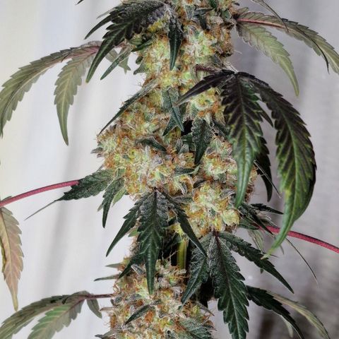 CG - El valle haze growlog timeline photo