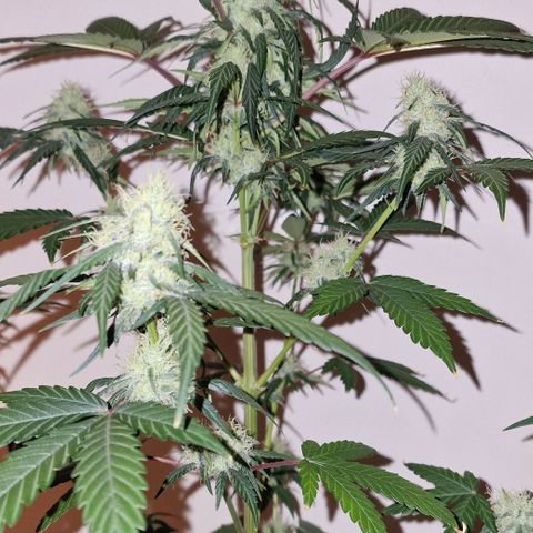 CG - El valle haze growlog timeline photo