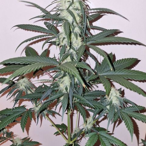 CG - El valle haze growlog timeline photo