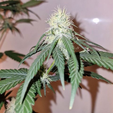 CG - El valle haze growlog timeline photo
