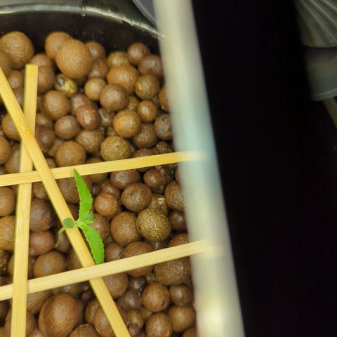 Moroccan Girl Scout Cookies  growlog photo: Moved to DWC system 