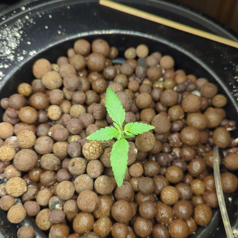 Moroccan Girl Scout Cookies  growlog timeline photo