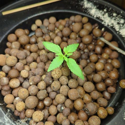 Moroccan Girl Scout Cookies  growlog timeline photo