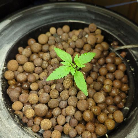 Moroccan Girl Scout Cookies  growlog timeline photo