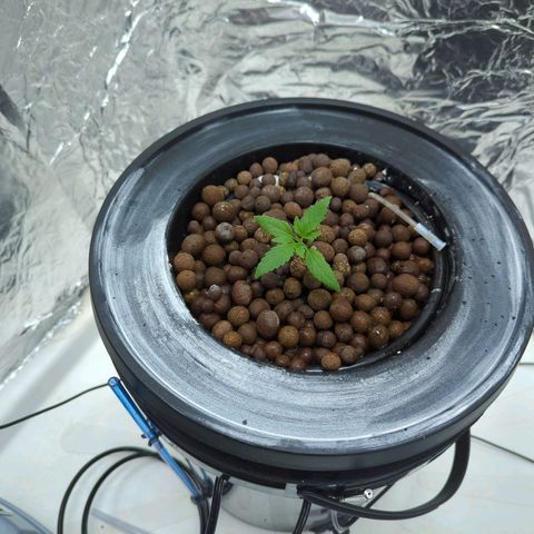Moroccan Girl Scout Cookies  growlog timeline photo