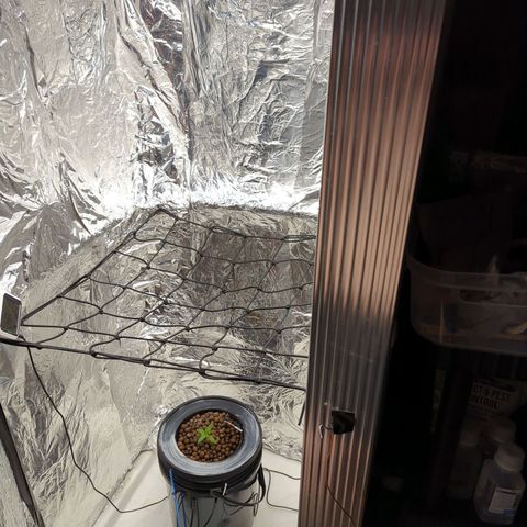 Moroccan Girl Scout Cookies  growlog timeline photo