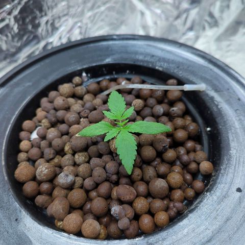 Moroccan Girl Scout Cookies  growlog timeline photo