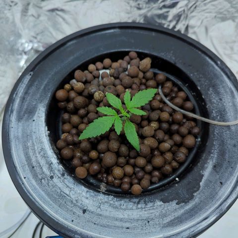 Moroccan Girl Scout Cookies  growlog timeline photo
