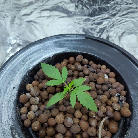 Moroccan Girl Scout Cookies  growlog timeline photo