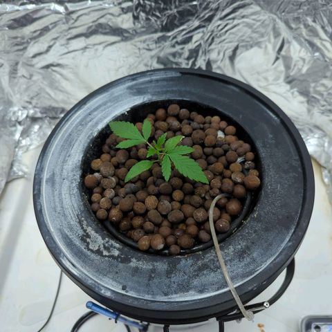 Moroccan Girl Scout Cookies  growlog timeline photo