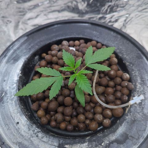 Moroccan Girl Scout Cookies  growlog timeline photo