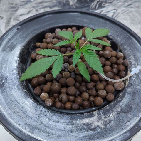 Moroccan Girl Scout Cookies  growlog timeline photo