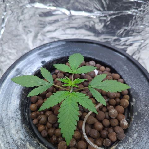 Moroccan Girl Scout Cookies  growlog timeline photo
