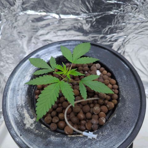 Moroccan Girl Scout Cookies  growlog timeline photo
