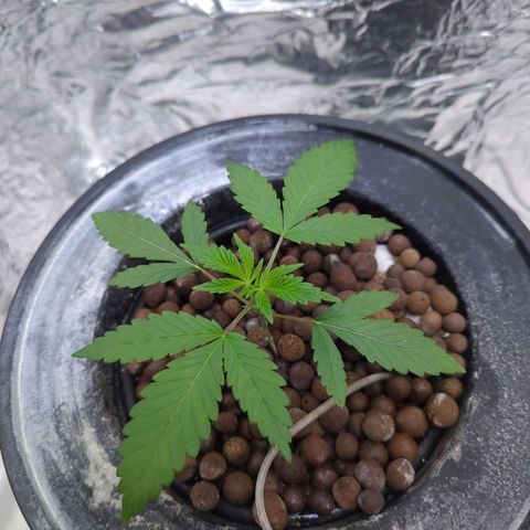 Moroccan Girl Scout Cookies  growlog photo: PM