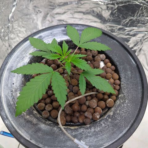 Moroccan Girl Scout Cookies  growlog photo: PM