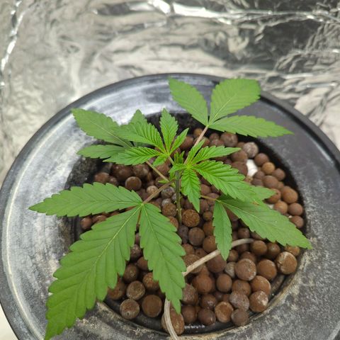 Moroccan Girl Scout Cookies  growlog photo: AM
