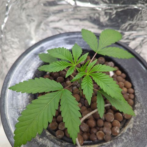 Moroccan Girl Scout Cookies  growlog photo: PM
