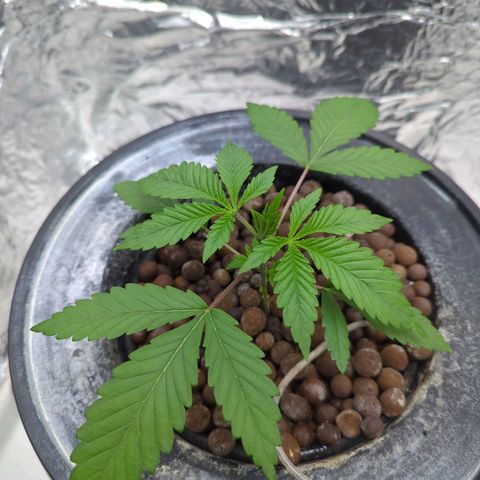 Moroccan Girl Scout Cookies  growlog photo: AM