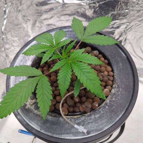 Moroccan Girl Scout Cookies  growlog photo: PM