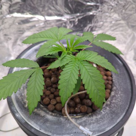 Moroccan Girl Scout Cookies  growlog photo: PM