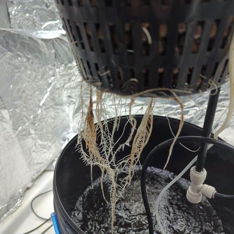 Moroccan Girl Scout Cookies  growlog photo: AM- getting good root base.