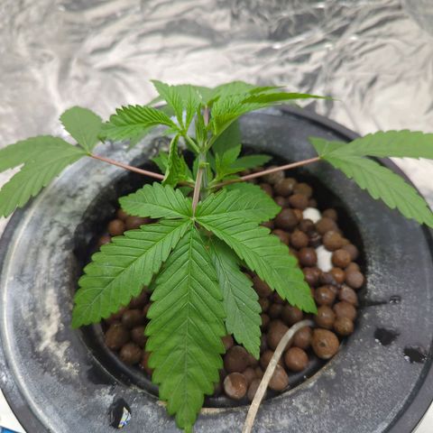 Moroccan Girl Scout Cookies  growlog photo: AM- After water change.