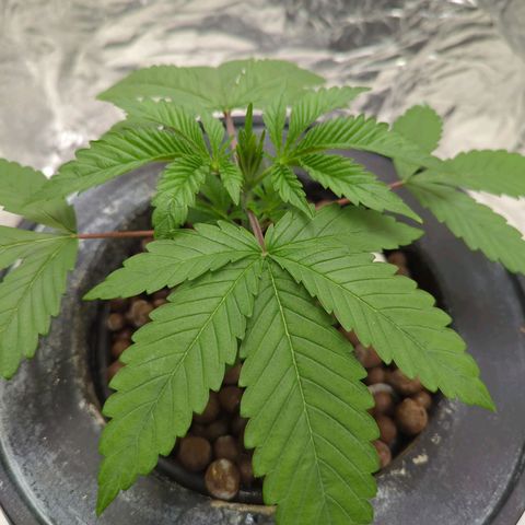 Moroccan Girl Scout Cookies  growlog photo: AM