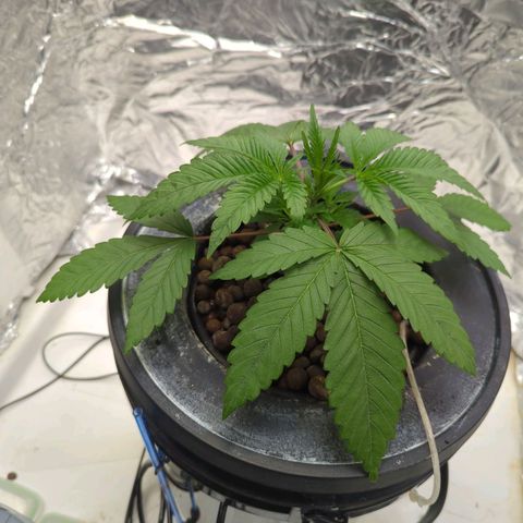 Moroccan Girl Scout Cookies  growlog photo: AM