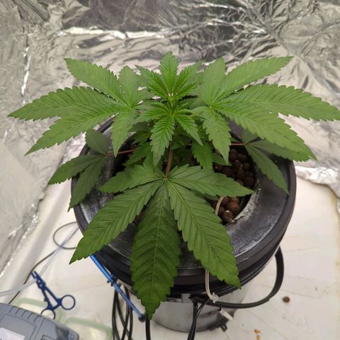 Moroccan Girl Scout Cookies  growlog photo: PM