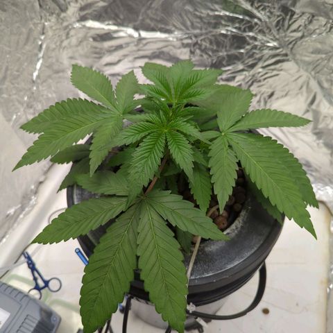 Moroccan Girl Scout Cookies  growlog photo: PM
