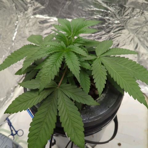 Moroccan Girl Scout Cookies  growlog photo: PM