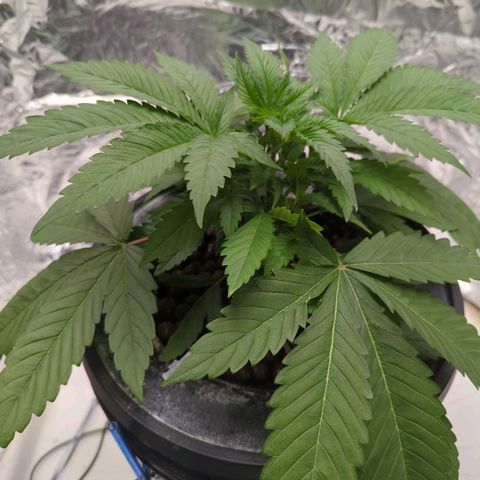 Moroccan Girl Scout Cookies  growlog photo: PM