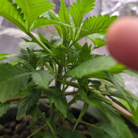 Moroccan Girl Scout Cookies  growlog timeline photo