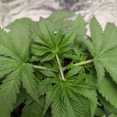 Moroccan Girl Scout Cookies  growlog photo: Topped