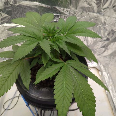 Moroccan Girl Scout Cookies  growlog photo: AM